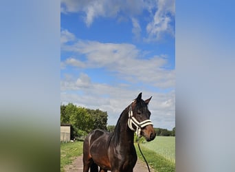 Deutsches Reitpony, Hengst, 2 Jahre, 145 cm, Dunkelbrauner