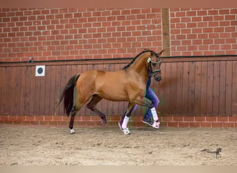 Deutsches Reitpony, Hengst, 2 Jahre, 145 cm, Falbe