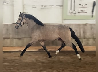 Deutsches Reitpony, Hengst, 2 Jahre, 145 cm, Falbe