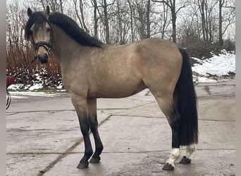 Deutsches Reitpony, Hengst, 2 Jahre, 145 cm, Falbe