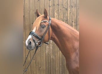 Deutsches Reitpony, Hengst, 2 Jahre, 145 cm, Fuchs