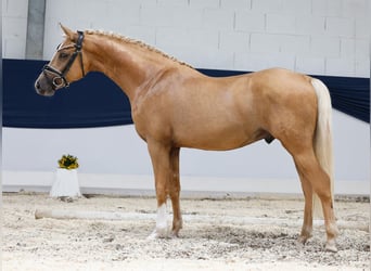 Deutsches Reitpony, Hengst, 2 Jahre, 145 cm, Palomino