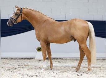 Deutsches Reitpony, Hengst, 2 Jahre, 145 cm, Palomino