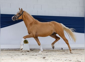 Deutsches Reitpony, Hengst, 2 Jahre, 145 cm, Palomino