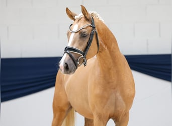 Deutsches Reitpony, Hengst, 2 Jahre, 145 cm, Palomino