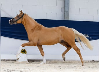 Deutsches Reitpony, Hengst, 2 Jahre, 145 cm, Palomino