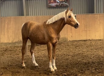 Deutsches Reitpony, Hengst, 2 Jahre, 145 cm, Palomino