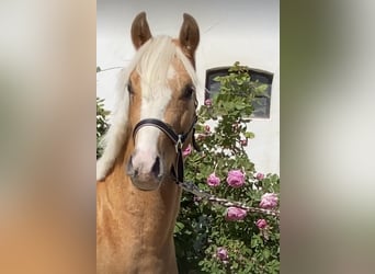 Deutsches Reitpony, Hengst, 2 Jahre, 145 cm, Palomino