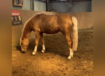 Deutsches Reitpony, Hengst, 2 Jahre, 145 cm, Palomino