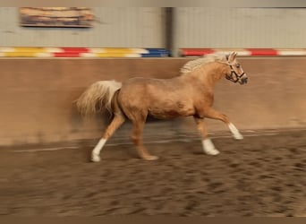 Deutsches Reitpony, Hengst, 2 Jahre, 145 cm, Palomino