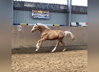 Deutsches Reitpony, Hengst, 2 Jahre, 145 cm, Palomino