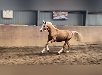 Deutsches Reitpony, Hengst, 2 Jahre, 145 cm, Palomino