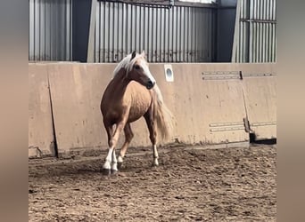 Deutsches Reitpony, Hengst, 2 Jahre, 145 cm, Palomino