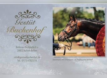 Deutsches Reitpony, Hengst, 2 Jahre, 145 cm, Palomino