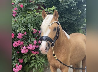 Deutsches Reitpony, Hengst, 2 Jahre, 145 cm, Palomino