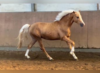 Deutsches Reitpony, Hengst, 2 Jahre, 145 cm, Palomino