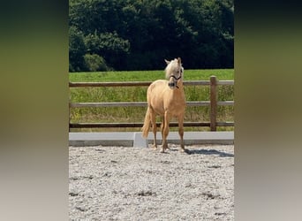 Deutsches Reitpony, Hengst, 2 Jahre, 145 cm, Palomino