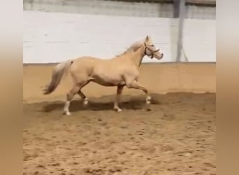 Deutsches Reitpony, Hengst, 2 Jahre, 145 cm, Palomino