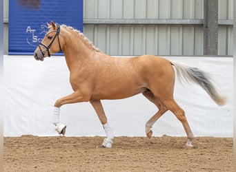Deutsches Reitpony, Hengst, 2 Jahre, 145 cm, Palomino