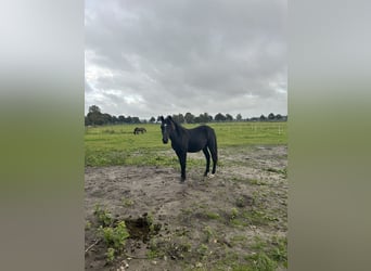 Deutsches Reitpony Mix, Hengst, 2 Jahre, 145 cm, Rappe