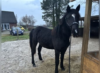 Deutsches Reitpony Mix, Hengst, 2 Jahre, 145 cm, Rappe