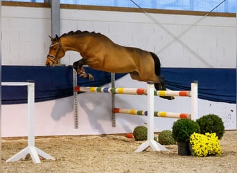 Deutsches Reitpony, Hengst, 2 Jahre, 146 cm, Brauner