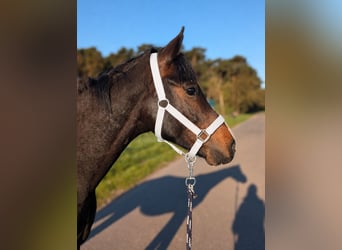 Deutsches Reitpony, Hengst, 2 Jahre, 146 cm, Brauner