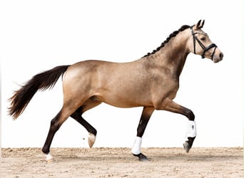 Deutsches Reitpony, Hengst, 2 Jahre, 146 cm, Buckskin