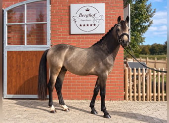 Deutsches Reitpony, Hengst, 2 Jahre, 146 cm, Buckskin