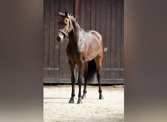 Deutsches Reitpony, Hengst, 2 Jahre, 146 cm, Dunkelbrauner