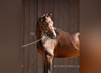 Deutsches Reitpony, Hengst, 2 Jahre, 146 cm, Dunkelbrauner
