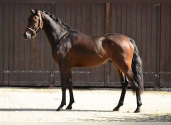 Deutsches Reitpony, Hengst, 2 Jahre, 146 cm, Dunkelbrauner