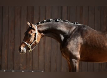Deutsches Reitpony, Hengst, 2 Jahre, 146 cm, Dunkelbrauner