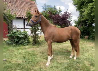 Deutsches Reitpony, Hengst, 2 Jahre, 146 cm, Dunkelfuchs