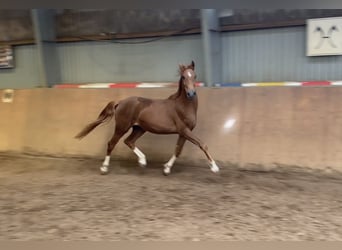Deutsches Reitpony, Hengst, 2 Jahre, 146 cm, Dunkelfuchs