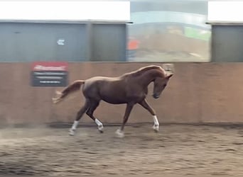 Deutsches Reitpony, Hengst, 2 Jahre, 146 cm, Dunkelfuchs