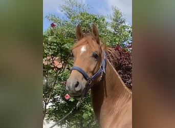 Deutsches Reitpony, Hengst, 2 Jahre, 146 cm, Dunkelfuchs
