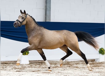 Deutsches Reitpony, Hengst, 2 Jahre, 146 cm, Falbe