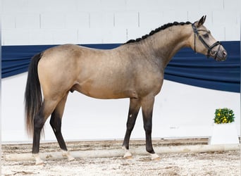 Deutsches Reitpony, Hengst, 2 Jahre, 146 cm, Falbe