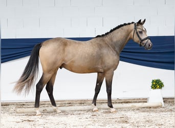 Deutsches Reitpony, Hengst, 2 Jahre, 146 cm, Falbe