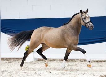 Deutsches Reitpony, Hengst, 2 Jahre, 146 cm, Falbe