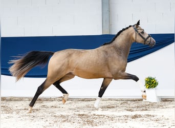 Deutsches Reitpony, Hengst, 2 Jahre, 146 cm, Falbe