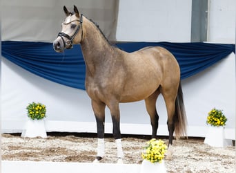 Deutsches Reitpony, Hengst, 2 Jahre, 146 cm, Falbe