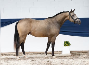 Deutsches Reitpony, Hengst, 2 Jahre, 146 cm, Falbe