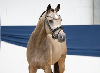 Deutsches Reitpony, Hengst, 2 Jahre, 146 cm, Falbe
