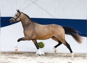 Deutsches Reitpony, Hengst, 2 Jahre, 146 cm, Falbe