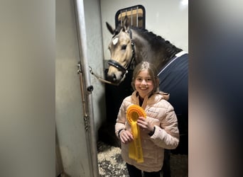 Deutsches Reitpony, Hengst, 2 Jahre, 146 cm, Falbe