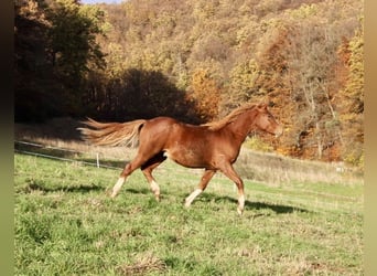 Deutsches Reitpony, Hengst, 2 Jahre, 146 cm, Fuchs