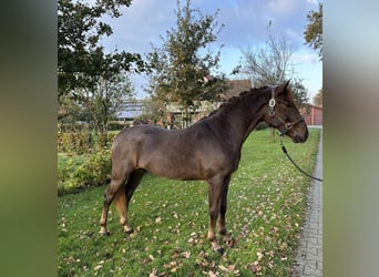 Deutsches Reitpony, Hengst, 2 Jahre, 146 cm, Fuchs