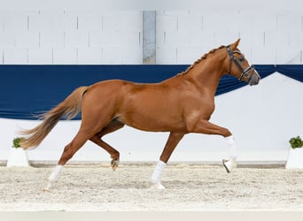 Deutsches Reitpony, Hengst, 2 Jahre, 146 cm, Fuchs